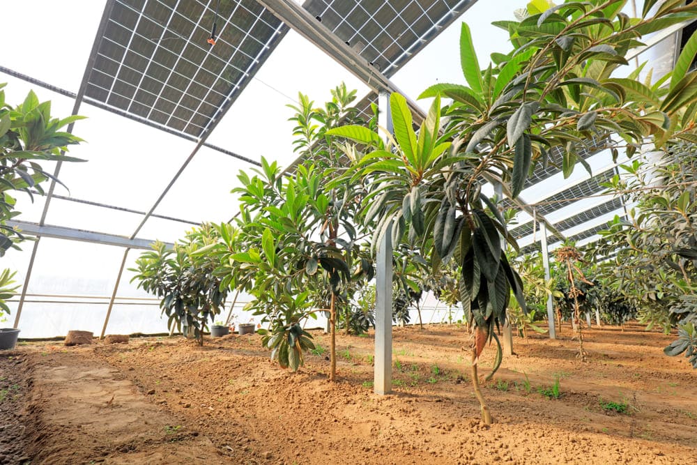 Serre avec des panneaux solaires